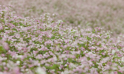 Close up of purple buckwheat (Tam Giac Mach in Vietnamese) flower in Ha Giang province, far north of Vietnam.