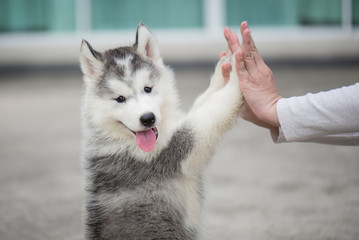 Puppy pressing his paw against a Girl hand