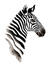 Watercolor Zebra