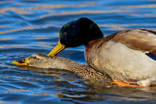 Mallard Ducks Mating In Lake