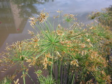 Cyperus Papyrus Or Papyrus Sedge Or Paper Reed Or Indian Matting Plant Or Nile Grass.