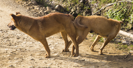 Male and female dog mating cross-breed, mating of pet, dogs make love