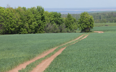 long summer walks on Russian flowering meadows