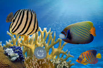 Wall Mural - Underwater scene, showing different colorful fishes swimming