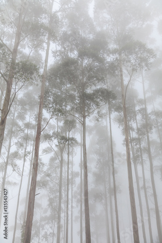 Naklejka - mata magnetyczna na lodówkę foggy trees