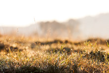Plants And Vegetation In The Morning Light With Beautiful Bokeh
