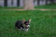 © irazzers - Photo of Cute Little Welsh Corgi Puppy Portrait. Pembroke Corgi Dog Playing in Green Grass Park