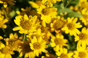 Wall Mural - Arnica chamissonis yellow flowers