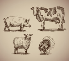 Farm Animals In Sketch Style Compilation.  Illustration Livestock Drawn By Hand. Cow, Sheep, Pig And Turkey On Gray Background.