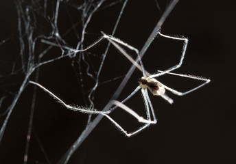 Wall Mural - spider on a web. macro