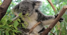 Cute Koala Bear Eating Green Fresh Eucalyptus Leaves