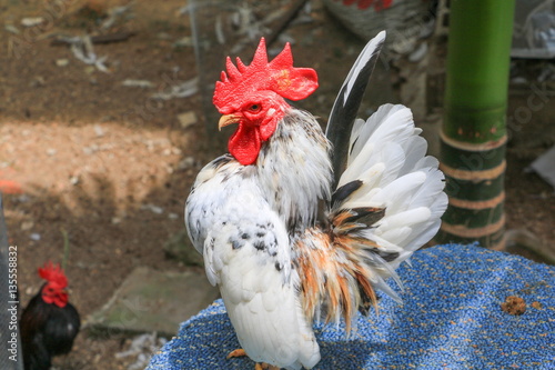 Chicken Colorful Species Hen Serama In Farm South Of Thailand