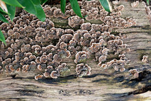 A Mushroom Colony Growing On A Flat Wooden Surface. The Fungus Is Called Turkey Tail Due To Its Colorful Pattern. The Wood / Bark Is Dead, But New Life Grows On It, The Circle Of Life.