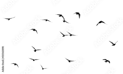 Fotomural flock of pigeons on a white background