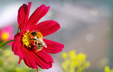 Bee on red Cosmos flower.