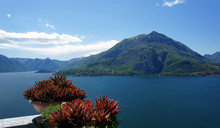 Aloe Vera From Lake Como.Italy.