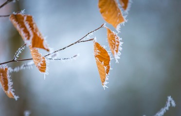 Wall Mural - Close up of beech leaves with hoarfost in winter forest