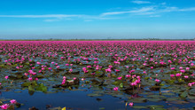 Lake Of Red Waterlily At Udonthani Province , Thailand