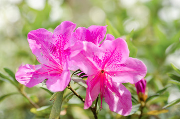 Pink Azalea flower blossom in a garden