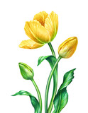 Fototapeta Tulipany - watercolor yellow tulips, botanical illustration, isolated on white background
