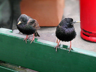 two sparrows landed in the park bench