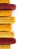 Fototapeta Tęcza - Dried corn background