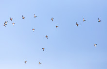 A Flock Of Ducks On A Blue Sky