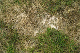 Fototapeta  - Snow mold on the lawn