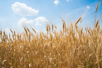 Gold wheat field