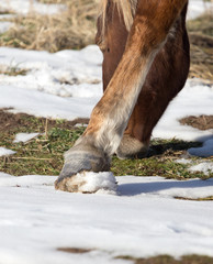 Poster - hoofs of horses in winter