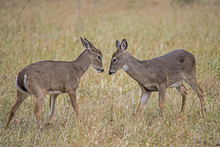Two Young Bucks Sizing Up Each Other.