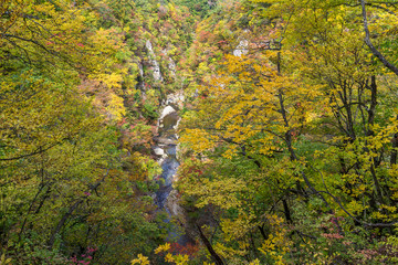 Poster - Naruko canyon in autumn forest