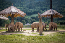Herd Of Elephants In The Nature Park In Chiang Mai
