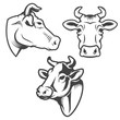 Bull head emblem isolated on white background. Design element fo