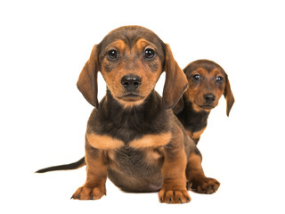 Cute sitting shorthair dachshund puppy dogs facing the camera isolated on a white background