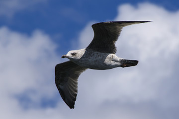 Juvenile Herring Gull, Larus argentatus, flying