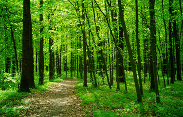  forest