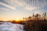 Fototapeta Natura - Sunset in the winter on a background of sky and reeds
