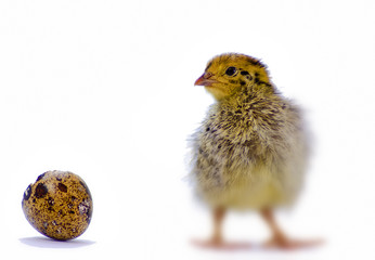 Baby of quail after hatching. Selective focus was applied