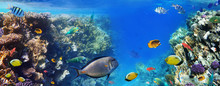 Colorful Coral Reef Fishes Of The Red Sea.