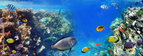 Colorful coral reef fishes of the Red Sea. Poster Mural XXL
