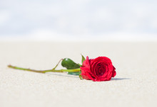 Single Red Rose In The Sand. 
