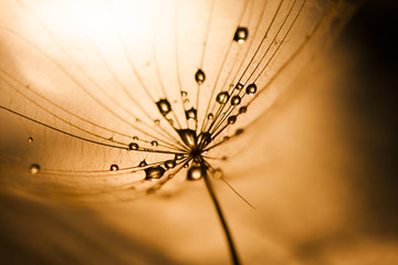 Canvas Print - Macro, abstract composition with colorful water drops on dandelion seeds