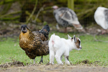 Chicken And Goat Kid Standing On Meadow