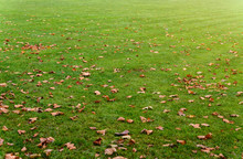 Green Lawn With Autumn Leaves