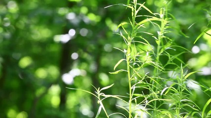 Canvas Print - Green plants, flowers and vegetation with wind blowing, birds singing and other sounds from nature
