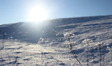 Fototapeta Dmuchawce - Słońce zimą