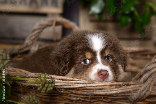 Fotografía Ein süßer Australian Shepherd Welpe sitzt in einem Weidenkorb, den Kopf auf den Rand gelegt, Blick neugierig in die Kamera, im Hintergrund Pflanzen und Holzkisten