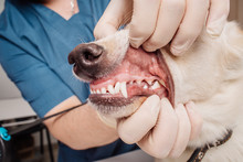 Veterinarian Doctor Inspecting Dog Teeth At Vet Clinic.