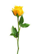 Beautiful Yellow Rose Isolated On White